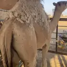 قعود قصب عمره 8 شهور