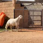 تم البيع. حري احرش فحل مشروط