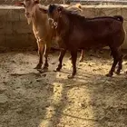 السلام عليكم ورحمة وبركاته