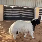 خروف نعيمي