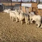 خرفان صفر
