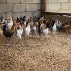 دجاج جمد بلدي وفيومي