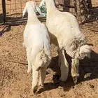 تيوس وجفار ثلاجه وطليان ثلاجه وتباريك