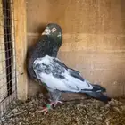 حمام باكستاني