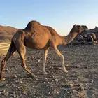 ناقه حايل سديس