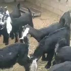 تيوس