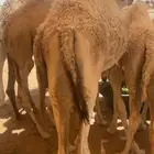 قعدان بريه طيبه