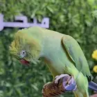 ببغاء دره