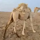 العدد 2 قعدان 1 بكره