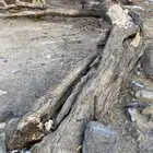 حطب الشتاء للبيع