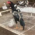 ديك سندي بيور بطل
