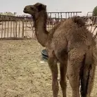 قعود طيب تربيه