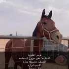 فرس