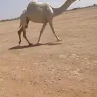 للبيع العشراء معزول ولده