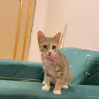 قطط اخوان صغار للتبني مجانا