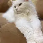 قطط تبني