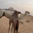ناقه عشرا معها بكرة