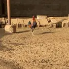 ديك ابو تاج