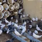 حمام بلدي