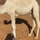 حاشي مقصب طيب