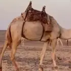 مطلوب رحول اي لون