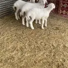 خرفان فل الشحم