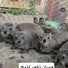 وبران للبيع على الشرط كفو الموقع خميس مشيط