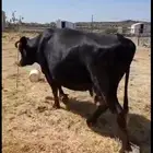 بقره القحه للبيع عل اسوم