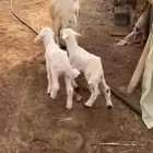 نعجه مشروطه مسوي طري عليها خروف ورخل ديد مكفل مشروطه روم وص