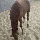 فرس للبيع انجليزية بجوازها