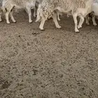 غنم حريات البيع