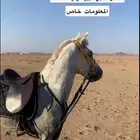 حصان شعبي سيم ب 3000 و البيع قريب الحصان حار محقق مركز