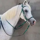 خيل واهو