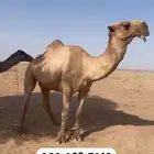 فحل لبيع الموجودات بناته