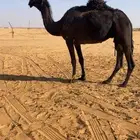 ناقه مجهم ام ثاني ضروبه كفووو