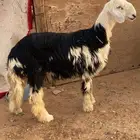 طليان نجد فاخره الموقع الخرج