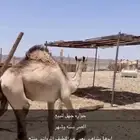 حواره للبيع