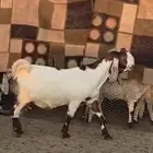 عنزين طيبات