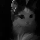 قطه شيرازيه للبيع