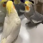 كروانين ذكور