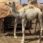 بكره تربيه