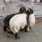 خرفان 6 شهور