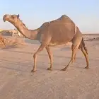 بكره ثنو ضريبه