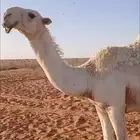 الابل قعود باتلي