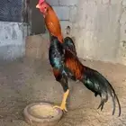 ديك شامو ياباني