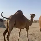 ناقه ساحليه للبيع) تم البيع خارج الموقع