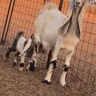 عنز مطورة هولنديه معها جفره