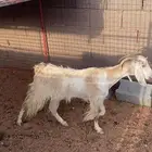 عنزين واحد حليب واحد مضارع