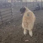 مشاءالله تبارك ذبايح نعيم فاخره