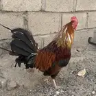 ديك عربي اصيل